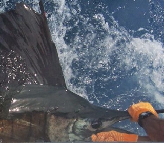 sacando el pez del agua